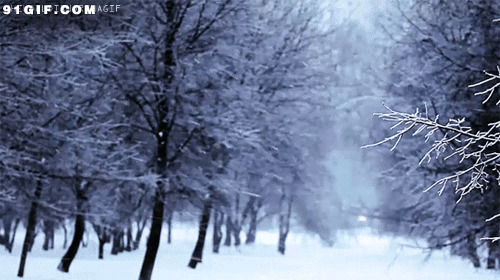 大雪纷飞的图片:下雪,大雪,雪林