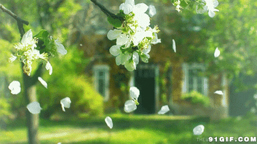 落花无情唯美图片:落花,唯美,白花,花瓣