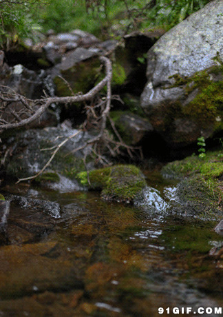 清澈的小溪图片:小溪,清澈,唯美