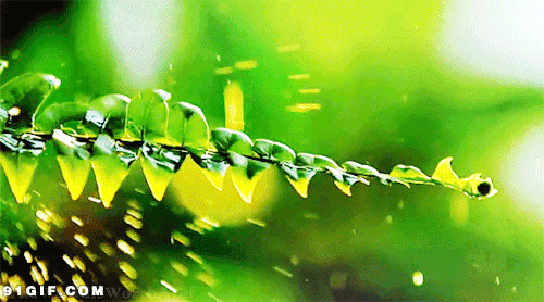 雨水拍打绿叶gif图:绿叶,树叶,雨水