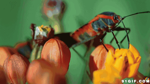 有趣的昆虫图片:昆虫,动物