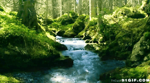 山间小溪唯美动态图:小溪,森林,唯美,流水