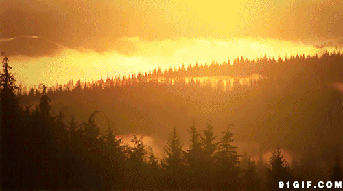 森林深处唯美景色动态图:森林,唯美,景色,云雾