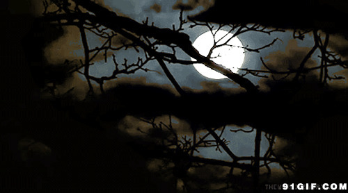 月亮爬上枝头动态图:月亮,月光,唯美,枝头