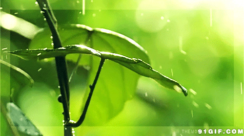 雨水滴落叶子唯美图片:叶子,树叶,唯美,雨水