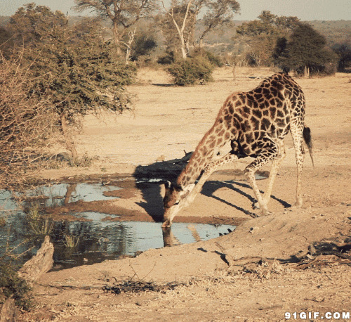 长颈鹿喝水图片:长颈鹿,喝水