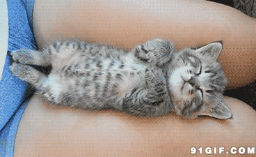 可爱小猫咪睡觉动态图