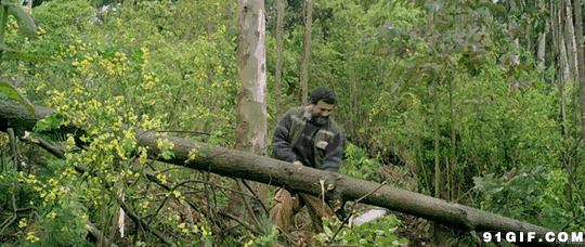 斧头砍树图片:斧头,砍树,森林