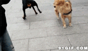 两只狗狗打架搞笑动态图