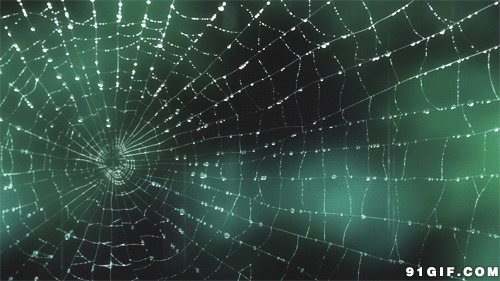 蜘蛛网的图片:蜘蛛网,蜘蛛,唯美