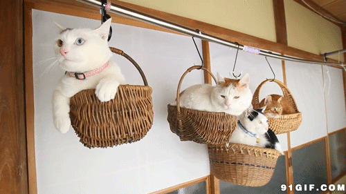 吊篮上的猫动态图:猫猫,吊篮
