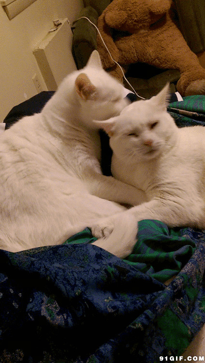 两只猫咪的爱情动态图