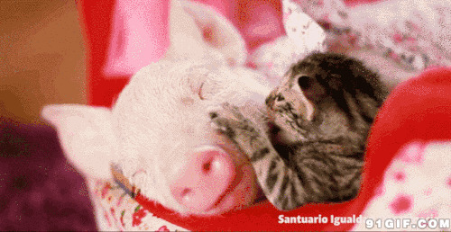 小猪和猫咪搞笑图片:小猪,猫猫