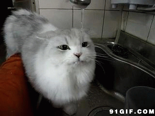 猫咪喝水图片:猫猫,喝水