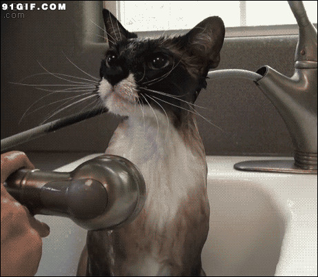 给猫咪洗澡动态图