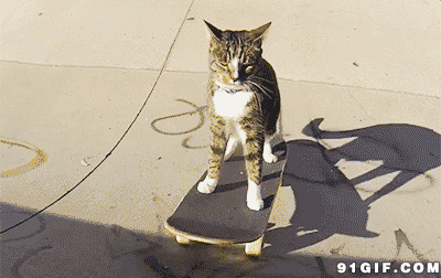 猫咪玩滑板动态图