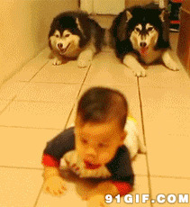 狗狗和小孩搞笑动态图:狗狗,小孩,搞笑,爬行