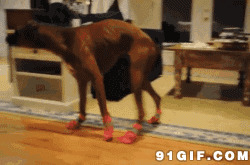 狗狗穿鞋走路搞笑动态图:狗狗,穿鞋