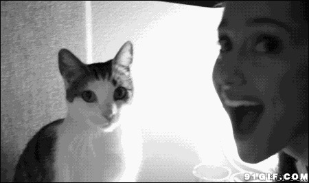 亲吻猫猫表情图片