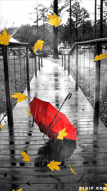 落叶飘零图片:落叶,唯美,雨伞