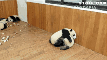熊猫搞笑