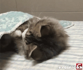 盖被子图片:猫猫,盖被子,被子,睡觉