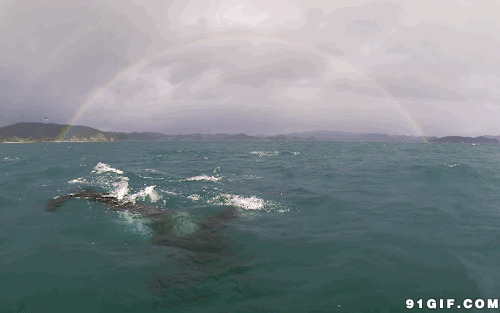 海豚跃出海面图片