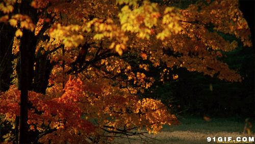 随风飘落的树叶图片:树叶,飘落,落叶