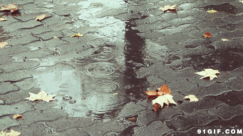雨水滴落唯美动态图:雨水,水滴,雨滴,唯美