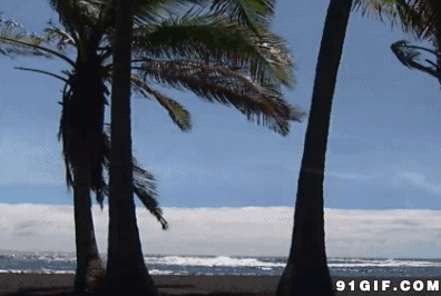 海南椰风海韵图片:椰子,海风,椰子树