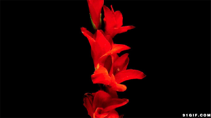 大红花图片:红花,开放,盛开