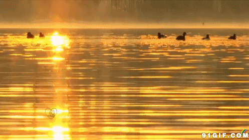 鸭子游泳图片:鸭子,水鸭,游水,阳光,唯美