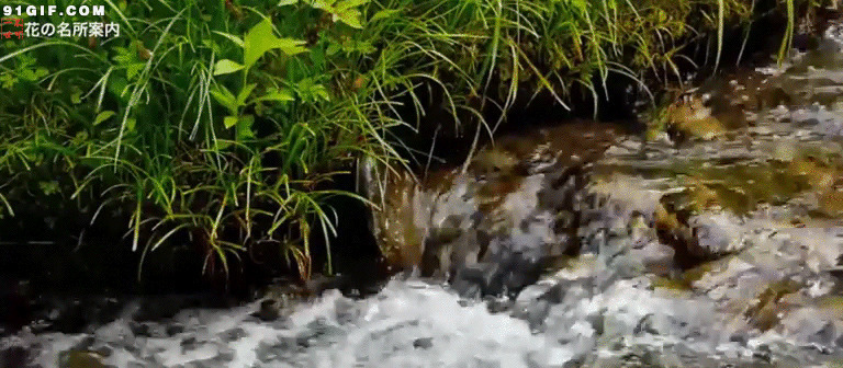 小河水流淌gif图片:流水