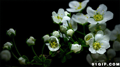 盛开的小黄花gif图片:花开