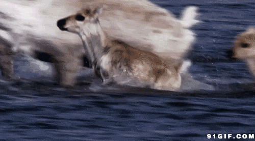 动物奔跑淌过河流闪图:过河