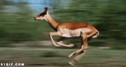 动物奔跑gif图片