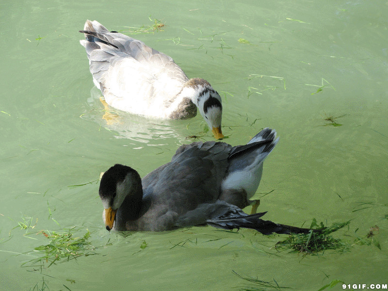 水鸭河中觅食动态图:鸭子