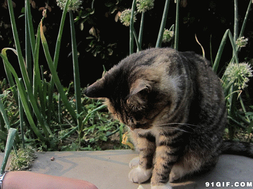 喂猫咪吃火腿肠gif图:猫猫