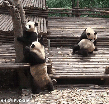 大熊猫嬉闹gif图片
