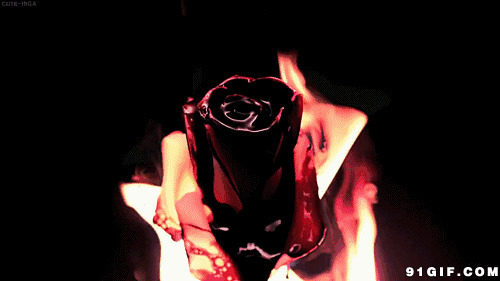 玫瑰花燃烧gif图片:玫瑰花