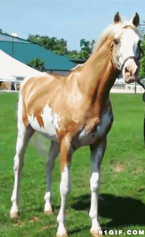 健硕的马匹动态图:骏马