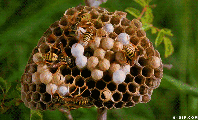 马蜂筑巢蜂窝动态图:蜜蜂