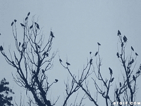 枝头停靠的鸟群gif图