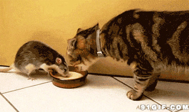 老鼠猫咪抢食动态图:猫猫