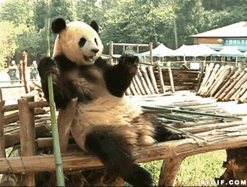 大熊猫吃竹子动态图:熊猫