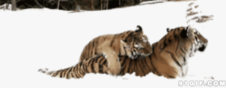雪地东北虎动态图:老虎
