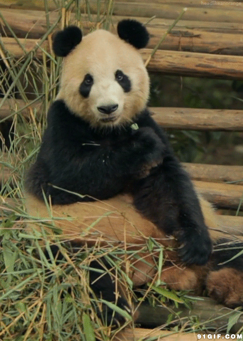 大熊猫吃竹叶动态图:熊猫