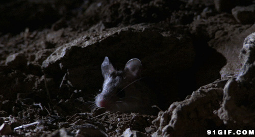 小老鼠打哈欠动态图:老鼠