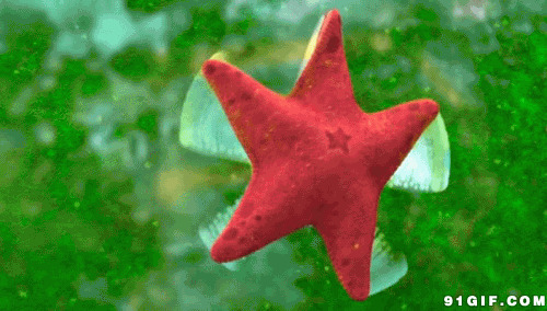 红色海星动态图片:玩具