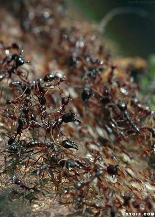 强大的蚂蚁军团gif图:蚂蚁